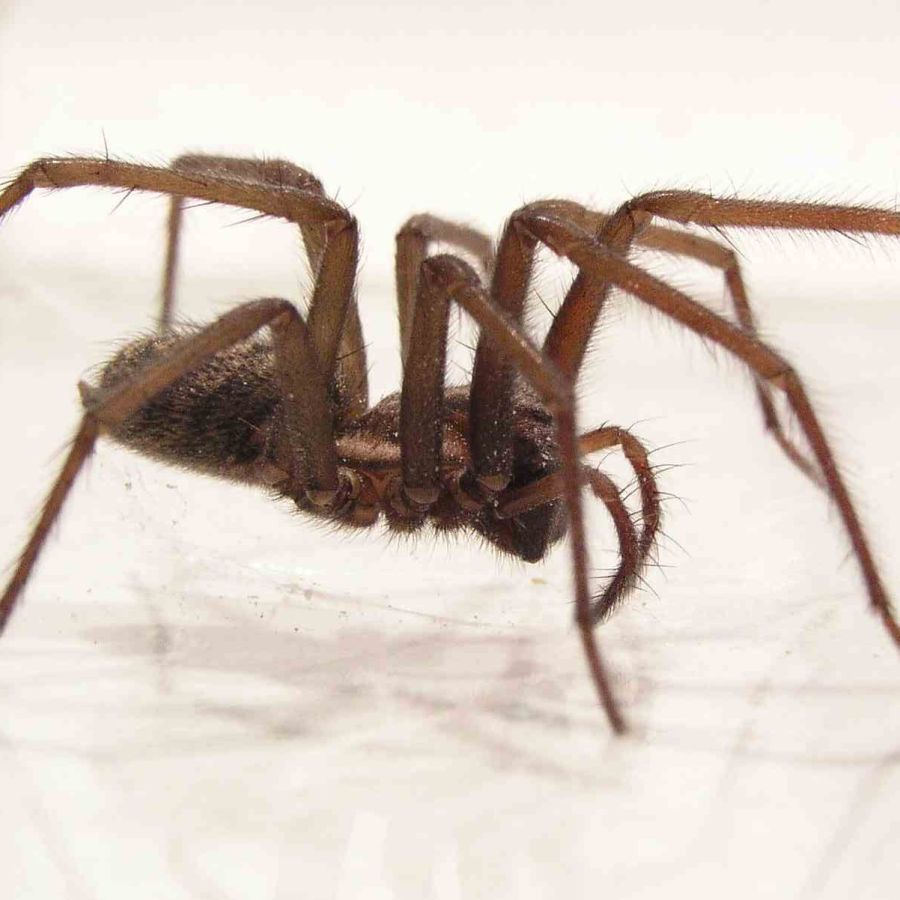 spin die overlast veroorzaakt en mega-des kan bestrijden