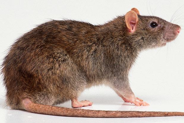 Hoe Herken In Een Bruine Rat Mega Des