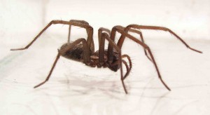 spin die overlast veroorzaakt en mega-des kan bestrijden
