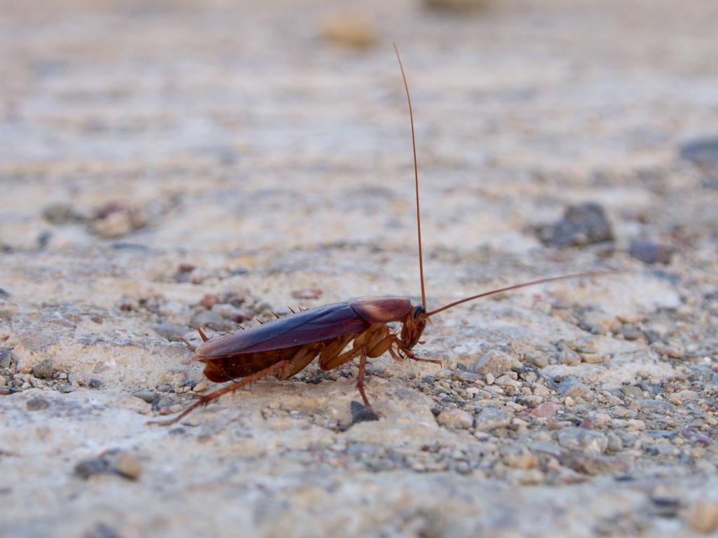een kakkerlak buiten met grote voelsprieten