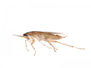een kleine kakkerlak die verwijdert kan worden door ongediertebestrijder in Dordrecht