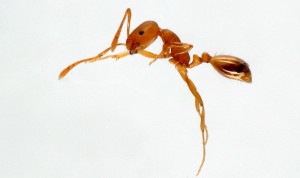 een mier vergroot waar mierenbestrijding goed voor is